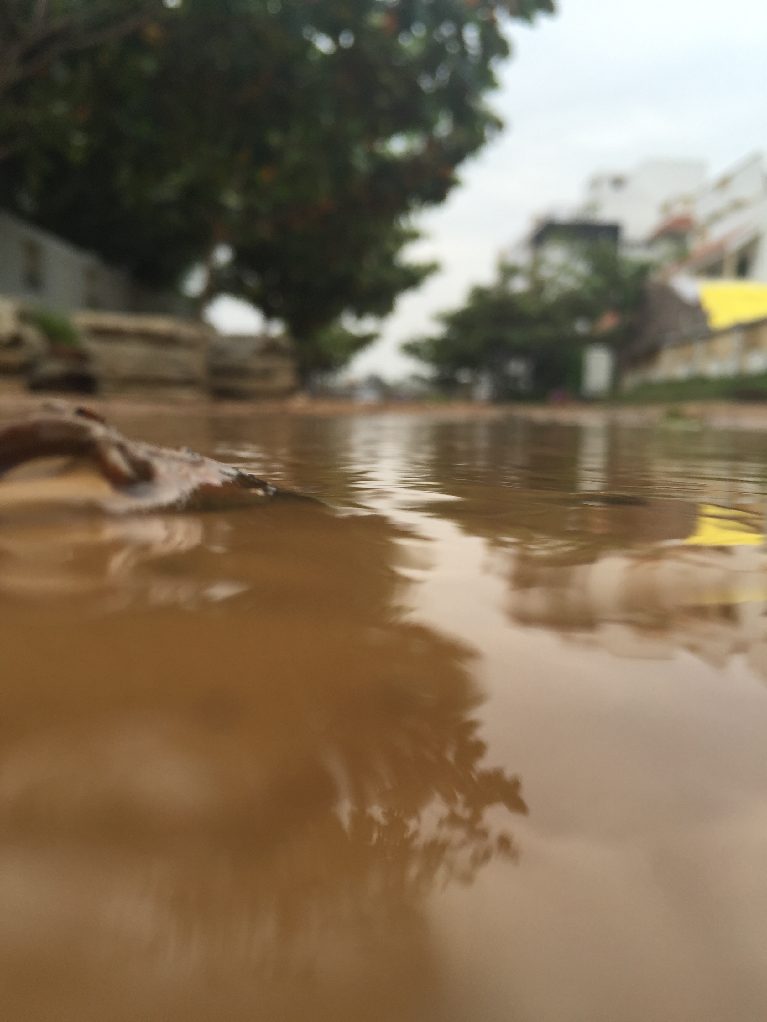 animaheart (Charlotte)