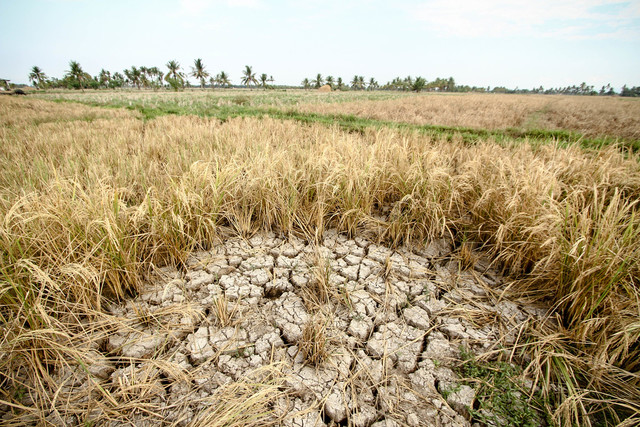 El Niño Drought in the Philippines